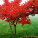 Illustration for article titled 40 Stunning Photos Of Fall Foliage